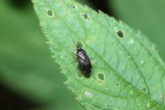 Plagiognathus amurensis