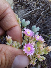 Oscularia deltoides