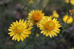 Xerochrysum bracteatum