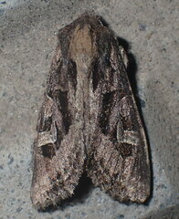 Trigonophora jodea