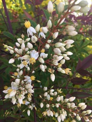 Nandina