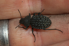 Somaticus