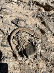 Liolaemus constanzae