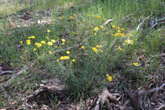 Xerochrysum bracteatum