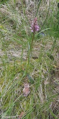 Dactylorhiza maculata