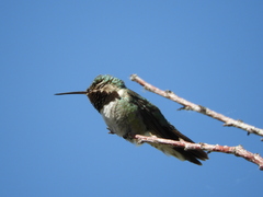 Selasphorus platycercus