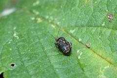 Charagochilus angusticollis