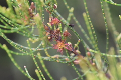 Allocasuarina muelleriana