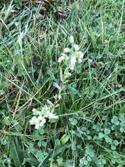 Capsella bursa-pastoris