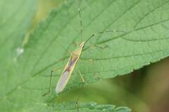 Leptocorisa chinensis