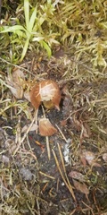 Entoloma vernum