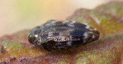 Brachys ovatus