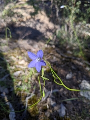 Wahlenbergia