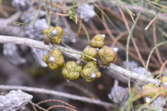 Allocasuarina muelleriana