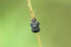 Dactylispa subquadrata