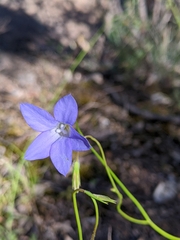 Wahlenbergia