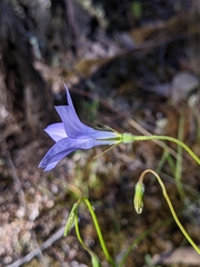 Wahlenbergia