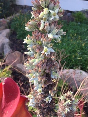 Kalanchoe luciae