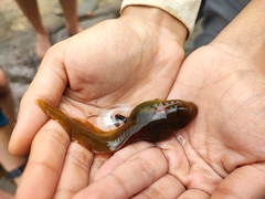 Clinotarsus curtipes