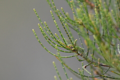 Allocasuarina muelleriana