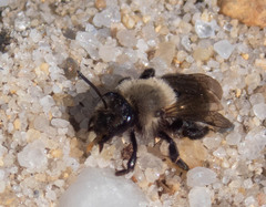 Melandrena