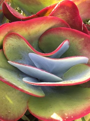 Kalanchoe luciae