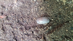 Oniscidea