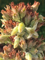 Kalanchoe luciae