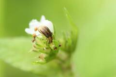 Galerucella grisescens