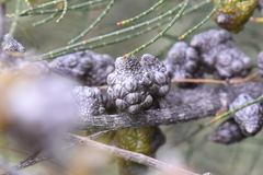 Allocasuarina muelleriana