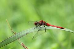 Sympetrum darwinianum