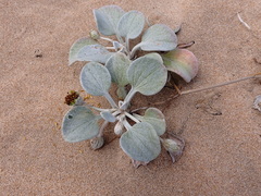 Arctotheca populifolia