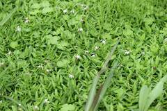 Lobelia chinensis