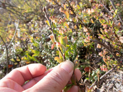 Exobasidium vaccinii