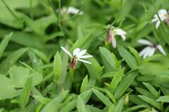 Lobelia chinensis
