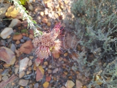 Leucospermum calligerum