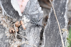 Nyssus coloripes