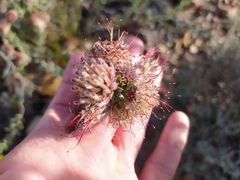 Leucospermum calligerum