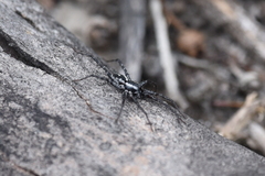 Nyssus coloripes