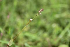 Persicaria muricata