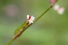 Persicaria muricata
