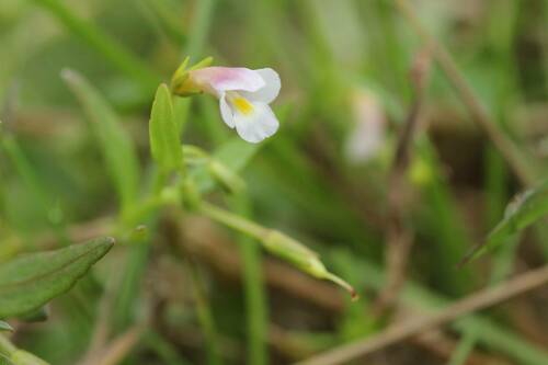 Lindernia micrantha iNat (2)