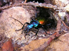 Carabus rutilans