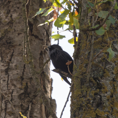 Sturnus unicolor