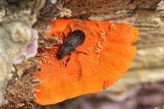 Euparius oculatus