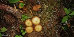 Kuehneromyces lignicola