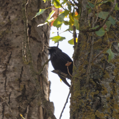 Sturnus unicolor
