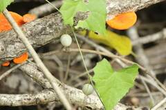 Zehneria japonica