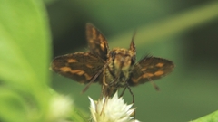Taractrocerini