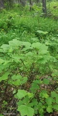 Ribes rubrum